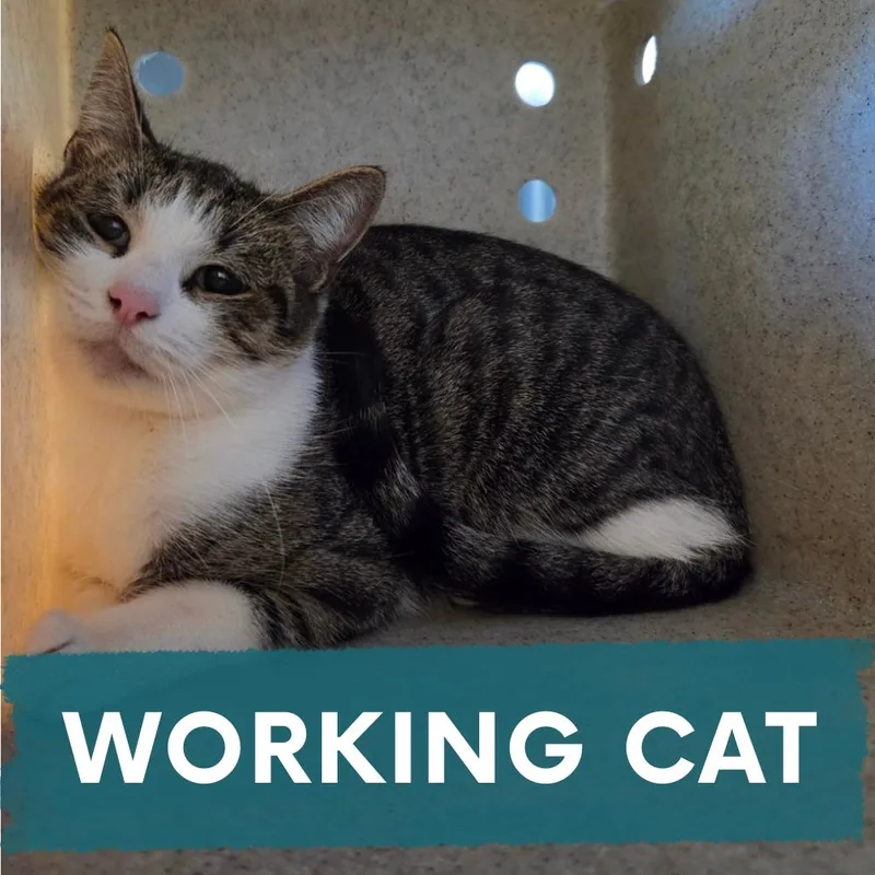 An adult medium-sized female Domestic Short Hair cat named Muffy for adoption in Asheville, NC