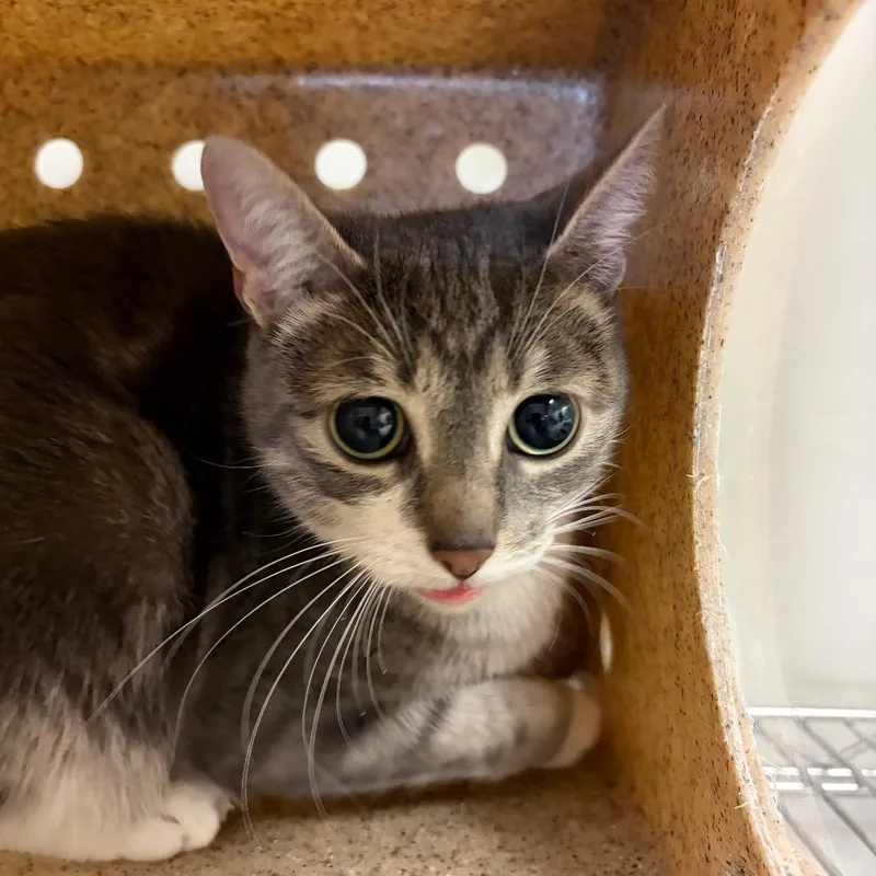 An adult medium-sized female Domestic Short Hair cat named Sky for adoption in Reno, NV