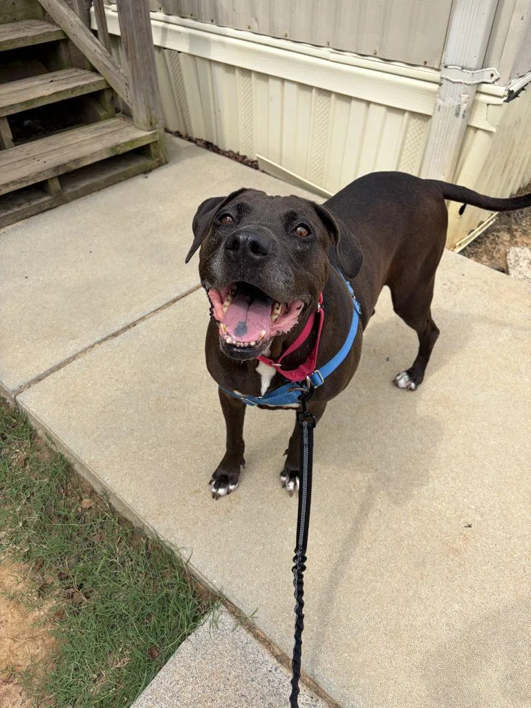 An adult large-sized female Mixed Breed dog named Piggly Wiggly for adoption in Durham, NC