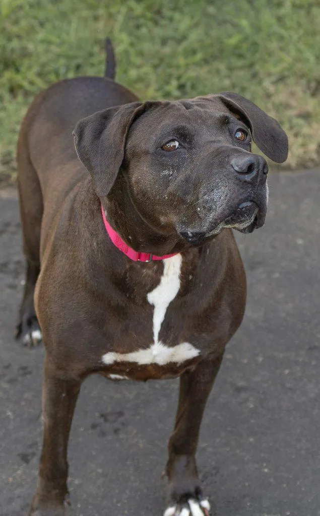 Piggly Wiggly thumbnail 3