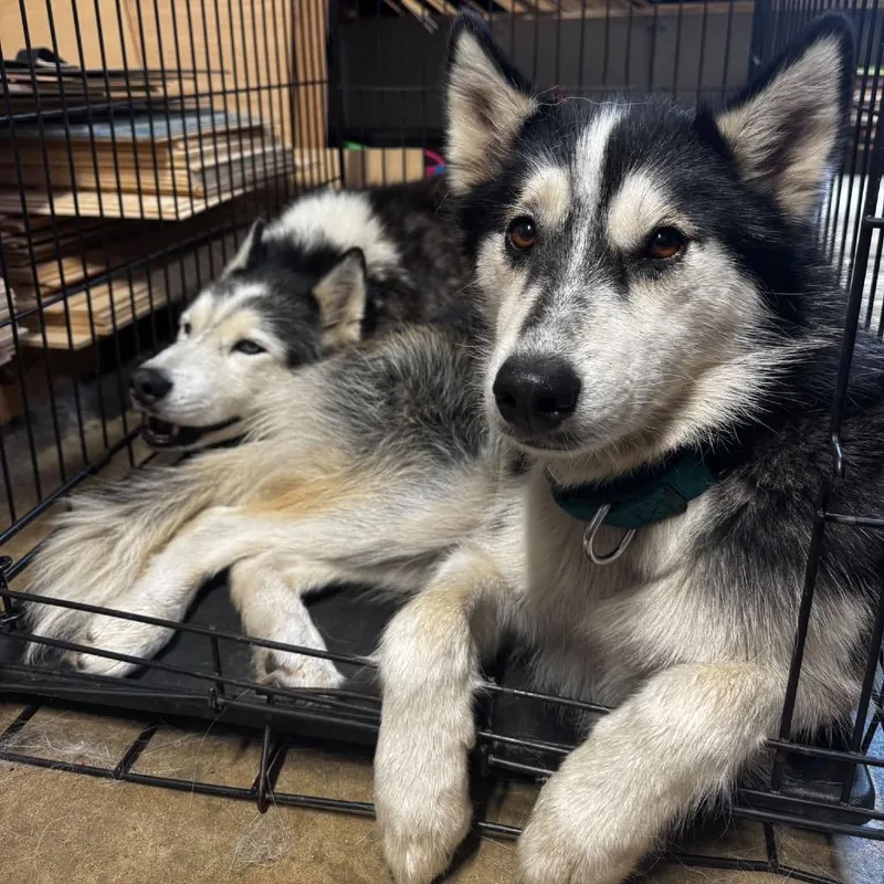 An adult medium-sized female Black Siberian Husky dog named Malyshka for adoption in Blaine, MN