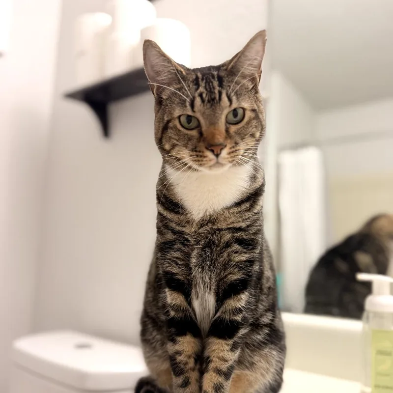 An adult small-sized male Tortoiseshell American Shorthair cat named Crouton for adoption in Bessemer, AL