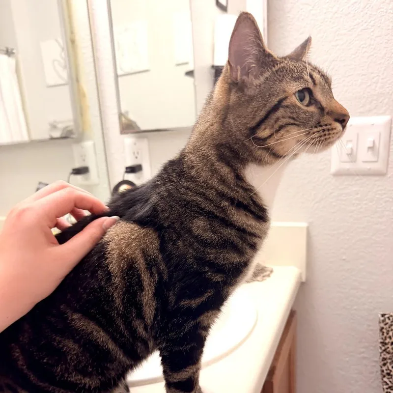 Crouton thumbnail 2