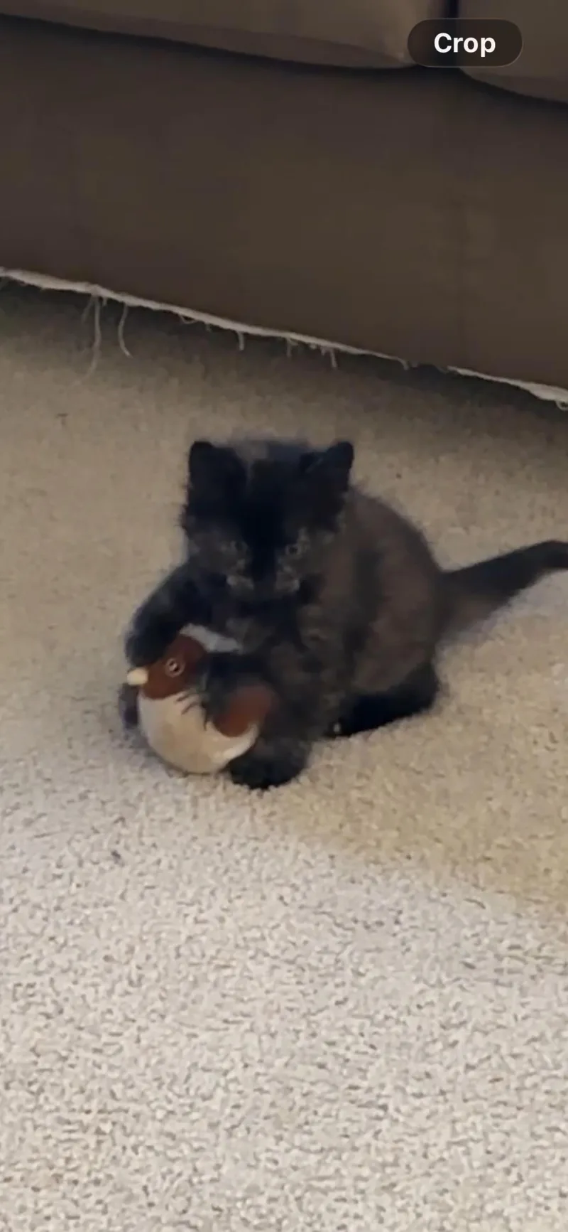 A baby small-sized female Domestic Medium Hair cat named Simone for adoption in La Jolla, CA