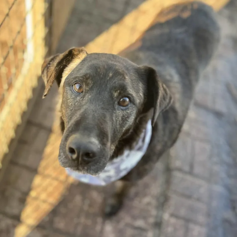 An adult medium-sized male Black Dutch Shepherd dog named Axel for adoption in Wadena, MN
