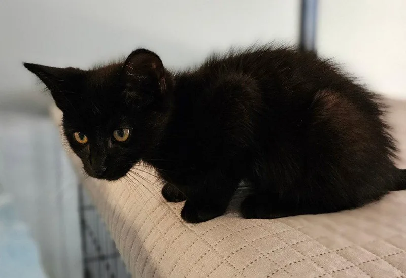 A baby small-sized male Black Domestic Short Hair cat named Ocean for adoption in Lovingston, VA