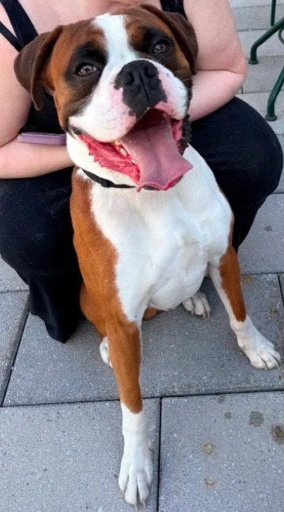 An adult large-sized male Boxer dog named Ozzy for adoption in Monticello, NY