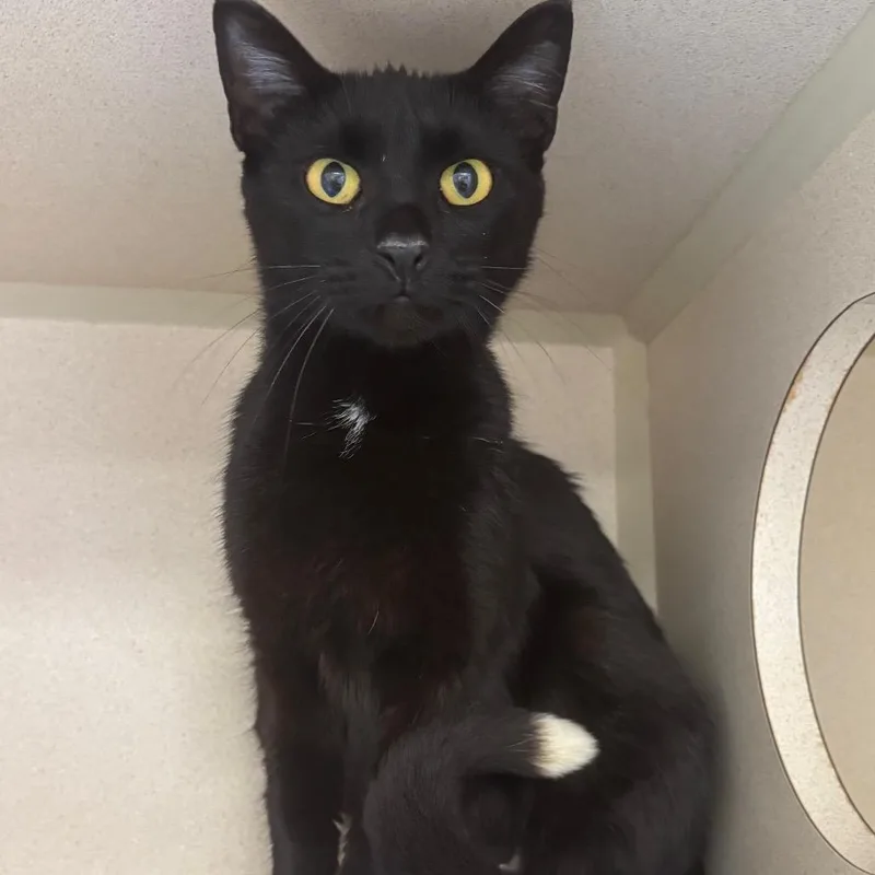 An adult medium-sized female Black Domestic Short Hair cat named Pebbles for adoption in Marshalltown, IA