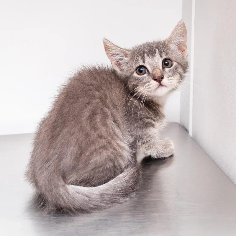 A baby small-sized female Gray / Blue / Silver Domestic Short Hair cat named Abigail Lincoln for adoption in Hattiesburg, MS