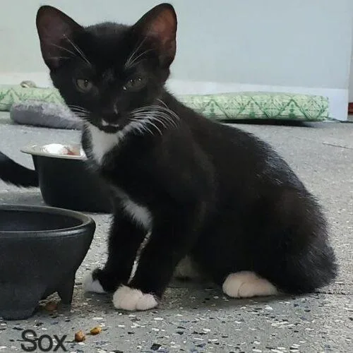A baby small-sized female Black & White / Tuxedo Domestic Short Hair cat named Sox for adoption in Tampa, FL