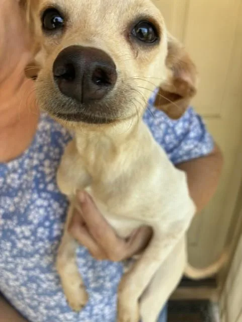 A baby small-sized male Chihuahua dog named Spark for adoption in Phoenix, AZ