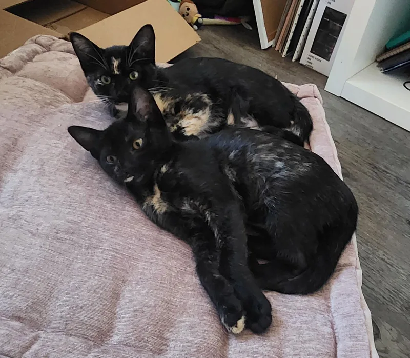 A young medium-sized female Tortoiseshell cat named Florence & Frida bondedsisters for adoption in Houston, TX