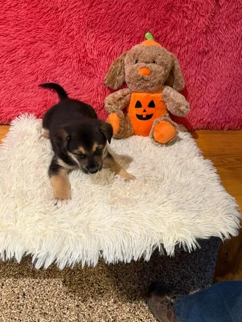 A baby large-sized female Mixed Breed dog named Lorelei for adoption in Hot Springs, SD