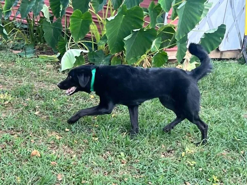 A young large-sized female Labrador Retriever dog named Maisie for adoption in Acworth, GA