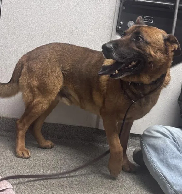 Walterini thumbnail 3