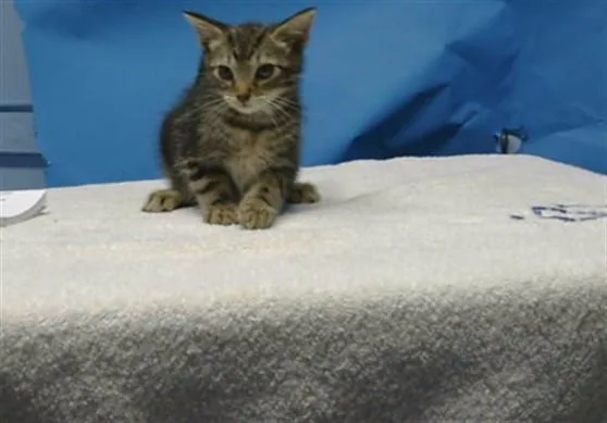 A baby small-sized male Domestic Short Hair cat named Noel for adoption in Gardena, CA