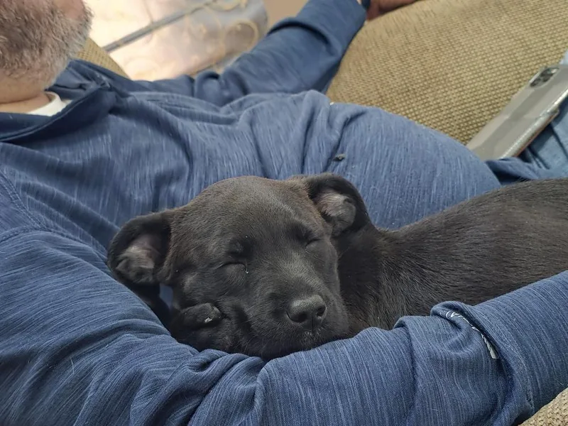 A baby medium-sized female Tricolor (Brown, Black, & White) Mixed Breed dog named Parton for adoption in Clinton Township, MI