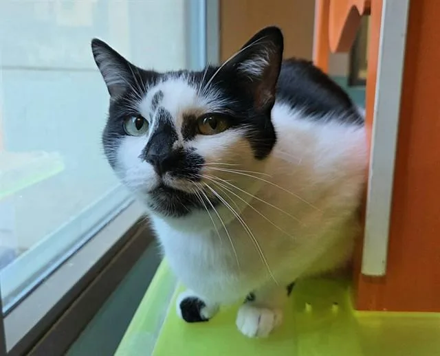 An adult medium-sized male Domestic Short Hair cat named Cosmo for adoption in Martinez, CA