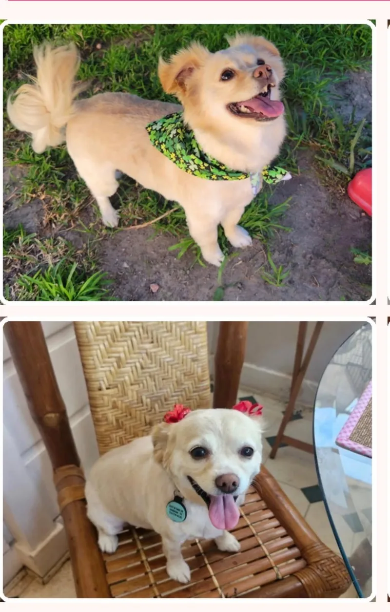 An adult small-sized female Apricot / Beige Papillon dog named Daisy for adoption in Huntington Beach, CA