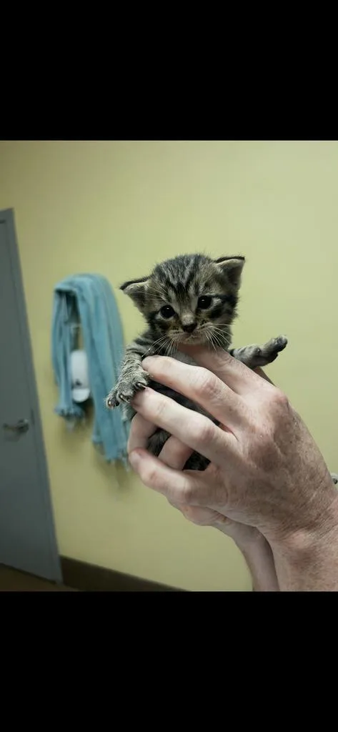 A baby medium-sized female Domestic Short Hair cat named Katya for adoption in Florence, SC