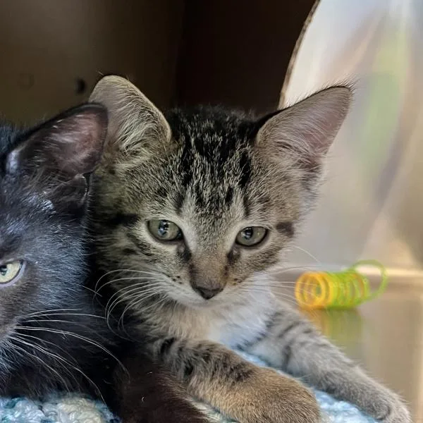 A baby small-sized male Domestic Short Hair cat named Dipsy for adoption in Sioux City, IA