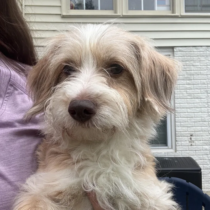 An adult small-sized female Terrier dog named Polly Pocket for adoption in Gainesville, VA