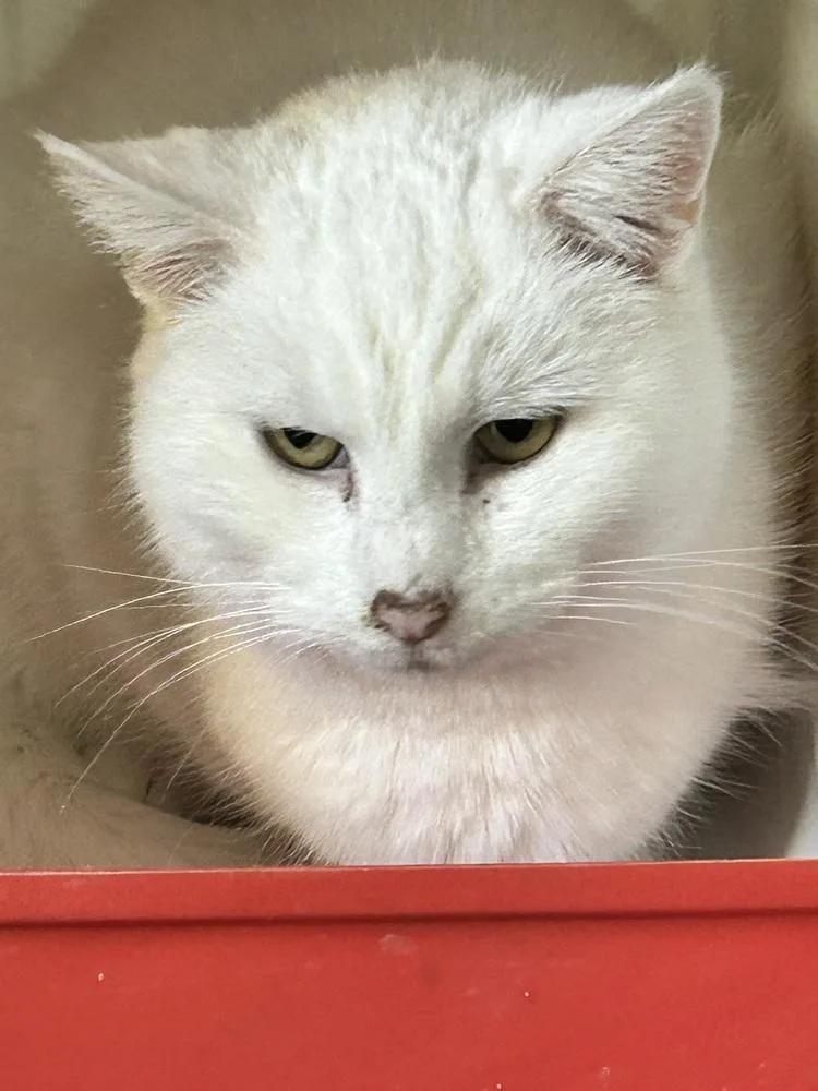 An adult medium-sized female White Domestic Medium Hair cat named Aspen for adoption in Franklin, PA