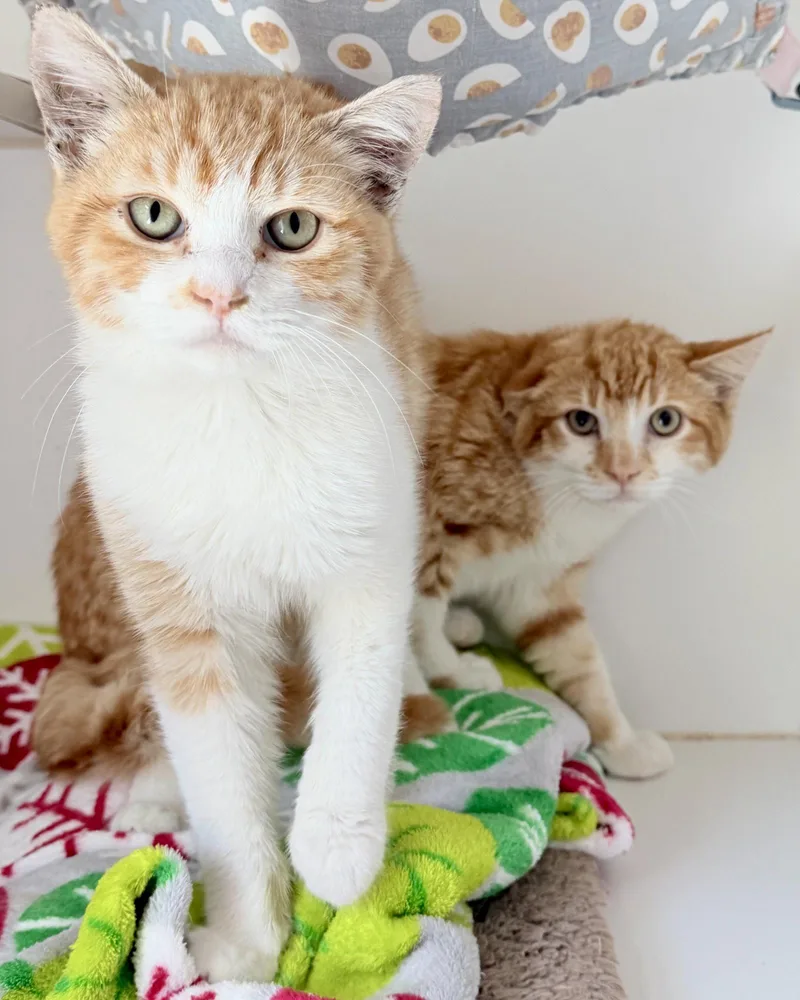 A baby medium-sized male Orange / Red Domestic Short Hair cat named Sega for adoption in Oakland, CA