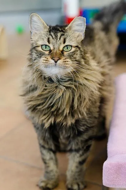 Nala