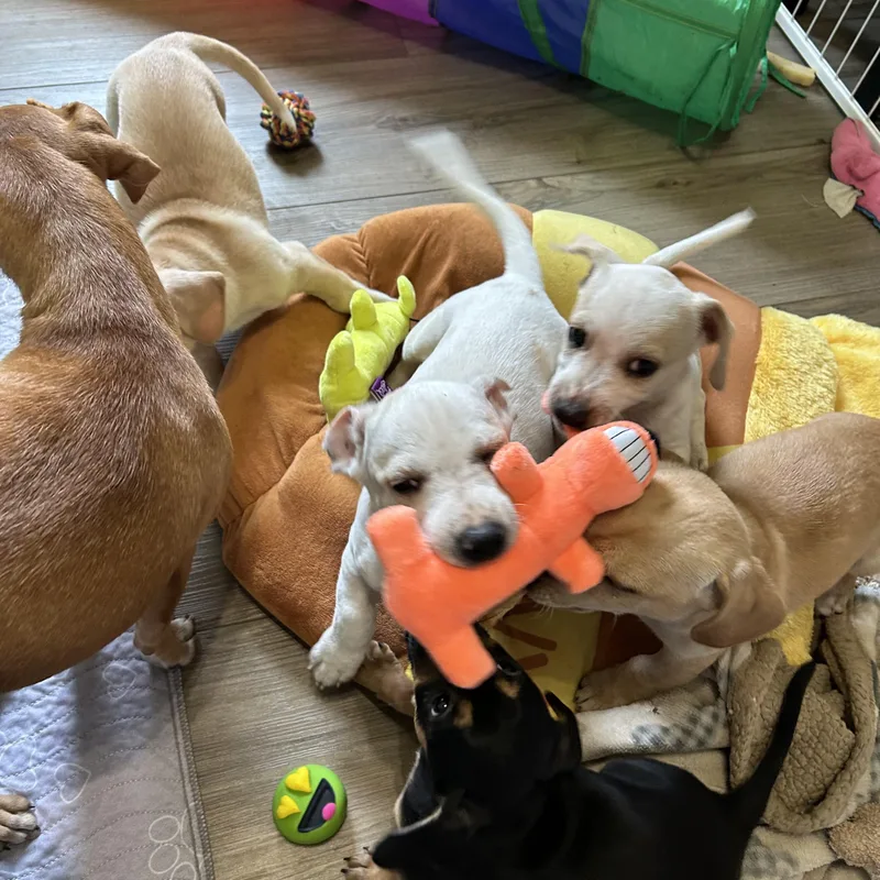 Chiweenie mix pups