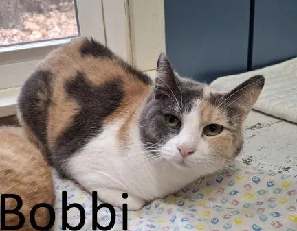 Bobbi thumbnail 2
