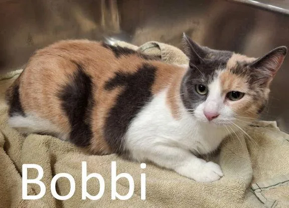 Bobbi thumbnail 3