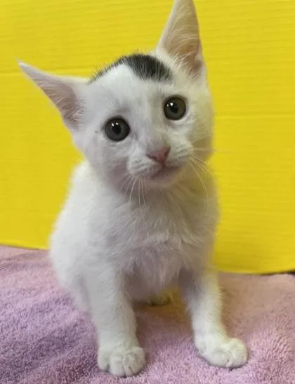 A baby small-sized female Domestic Short Hair cat named Abigail for adoption in Houston, TX