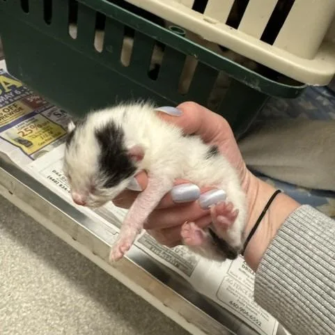 A baby small-sized male Black Domestic Short Hair cat named Bulbasaur for adoption in Novelty, OH