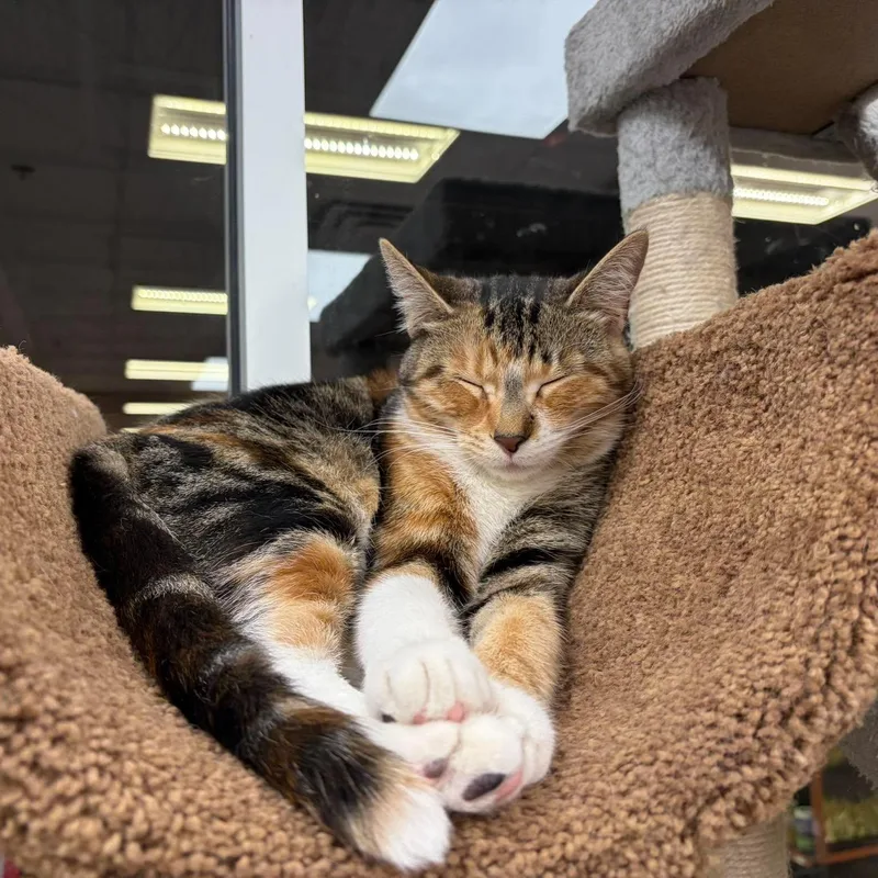 A young medium-sized female Domestic Short Hair cat named Matilda for adoption in Rochester, NY
