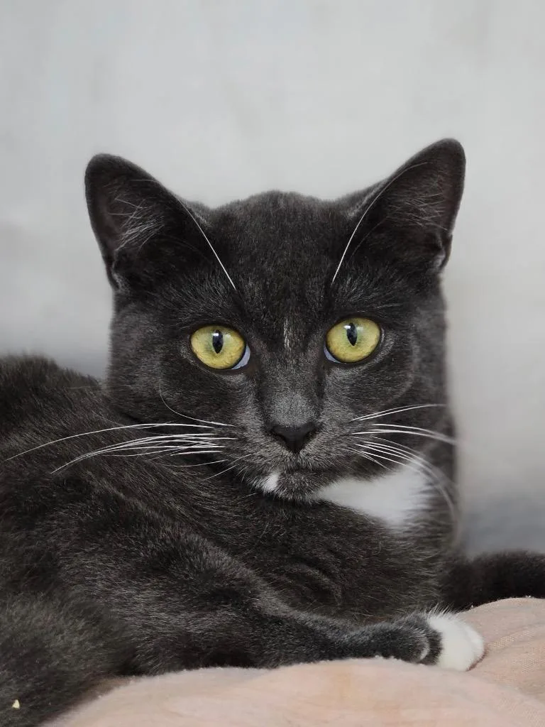 A baby medium-sized male Domestic Short Hair cat named Hickory for adoption in Pomona, NY