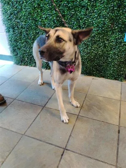 A baby large-sized female Shepherd dog named 61703963 for adoption in El Paso, TX