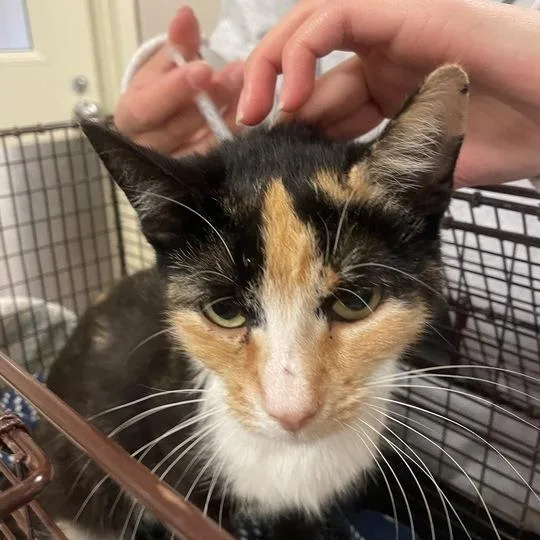 A young medium-sized female Calico Domestic Short Hair cat named Brown Sugar for adoption in Chicago, IL