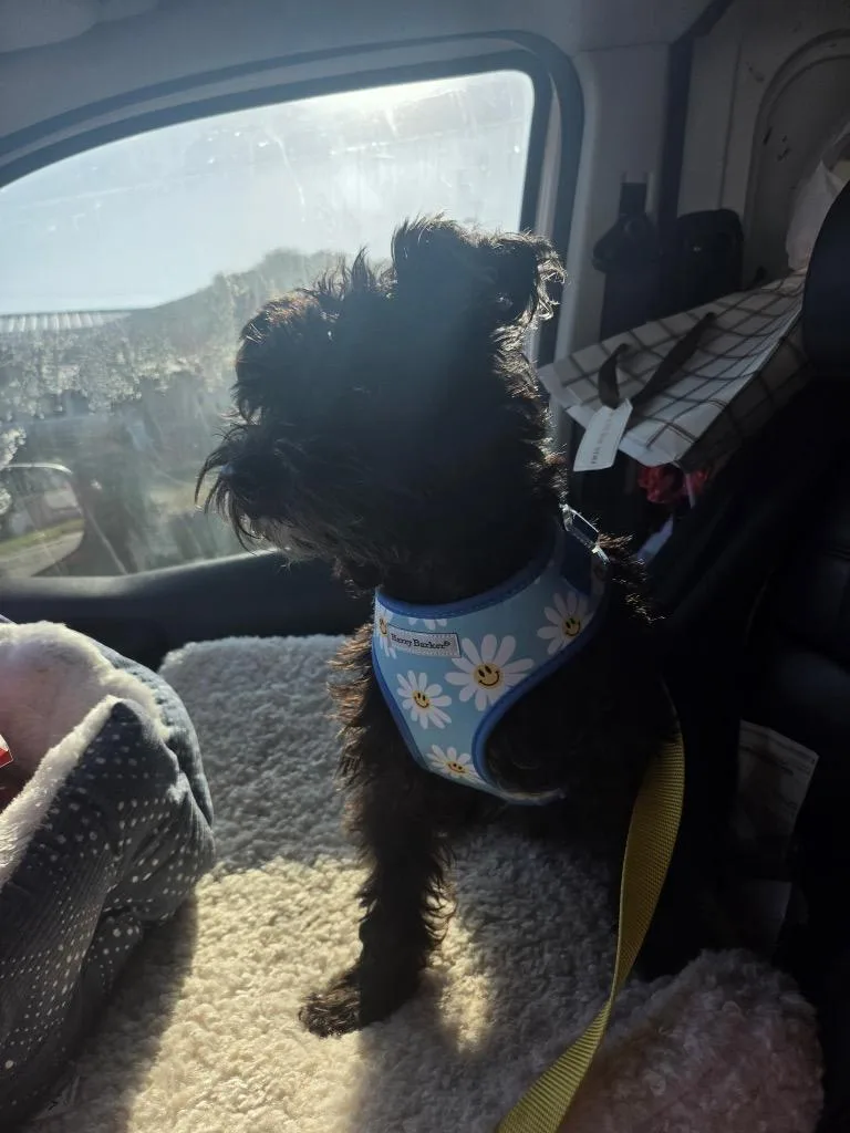 A senior medium-sized male Mixed Breed dog named Blackberry for adoption in Tampa, FL