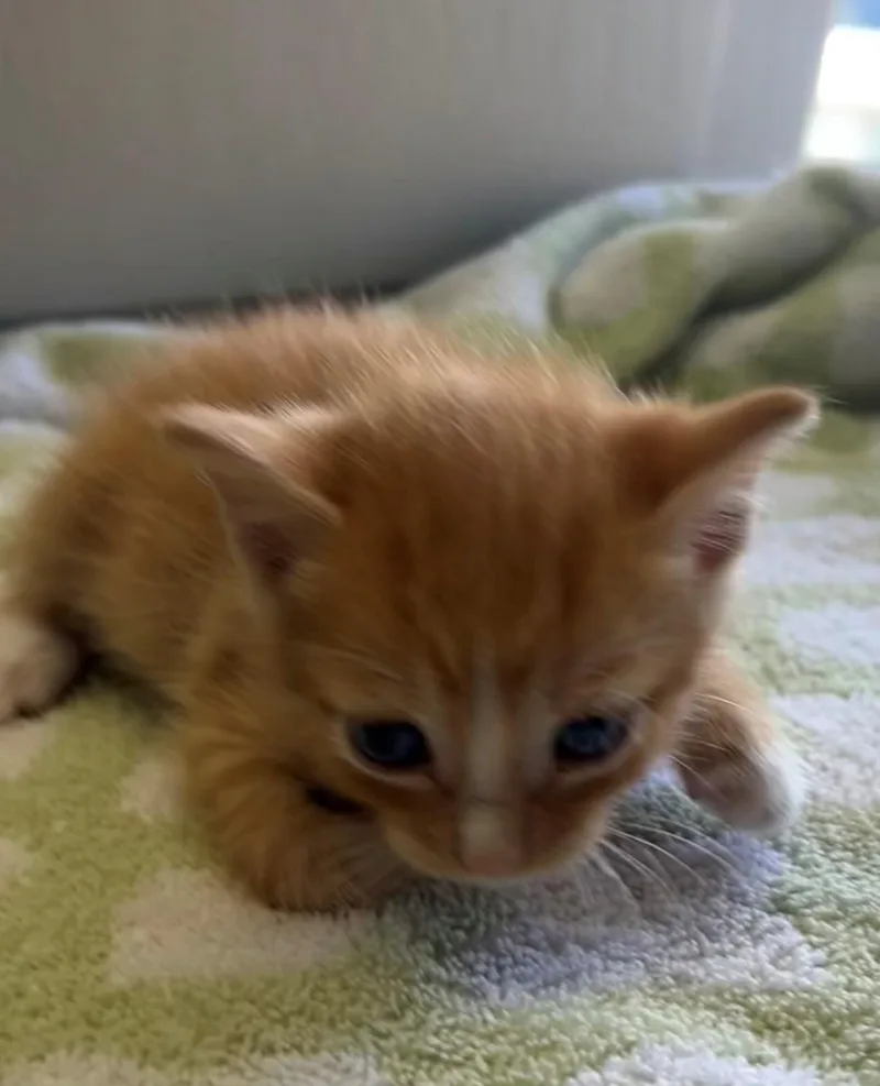 A baby small-sized male Orange & White Domestic Short Hair cat named Queso for adoption in Margate, FL