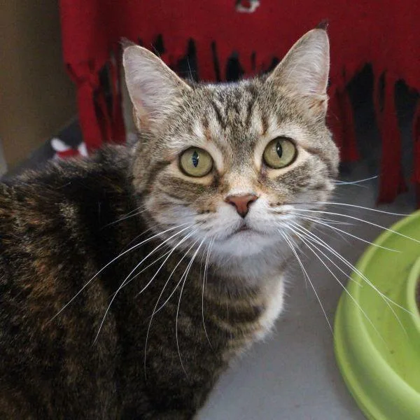 An adult medium-sized female Domestic Short Hair cat named Izzy  Bonded Buddy for adoption in Des Moines, IA