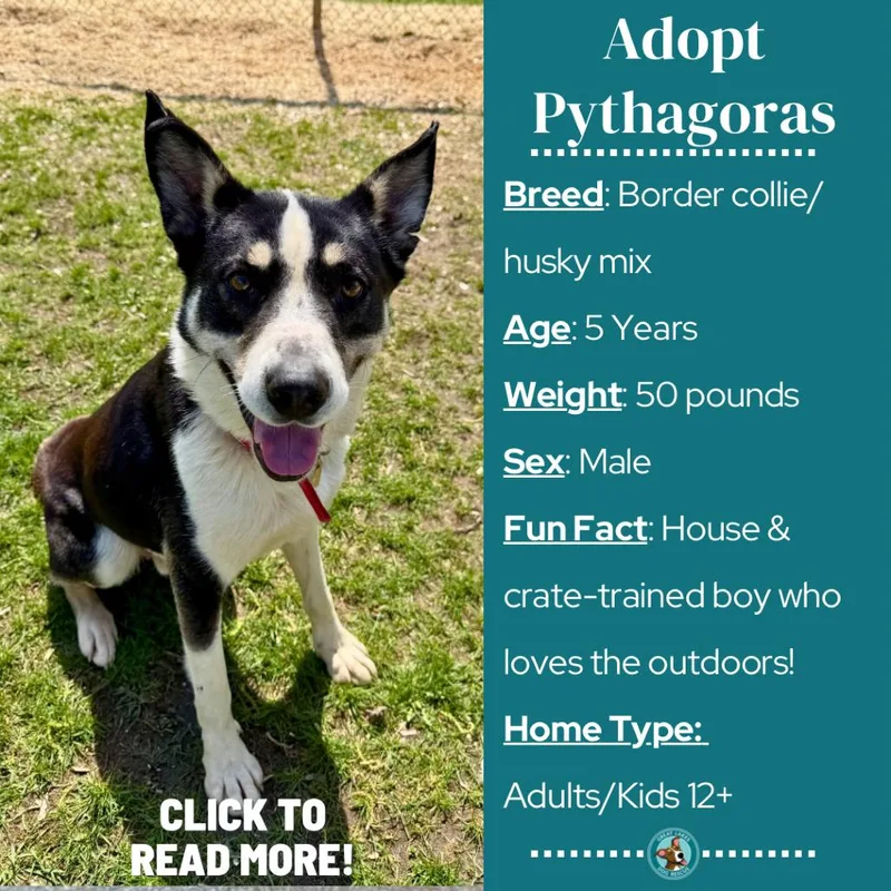 Pythagoras thumbnail 2