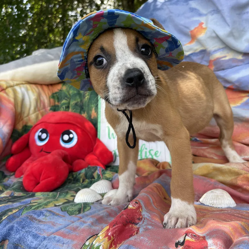 A baby medium-sized male Boxer dog named Aster for adoption in Sebring, FL
