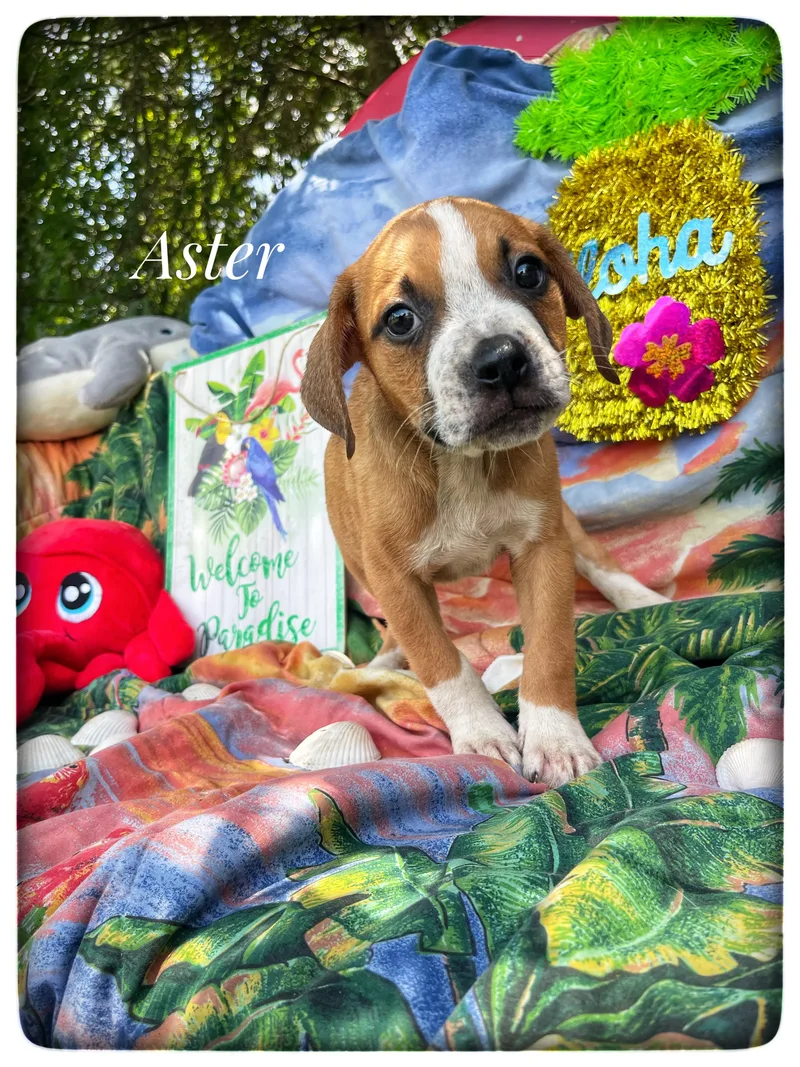 Aster thumbnail 3