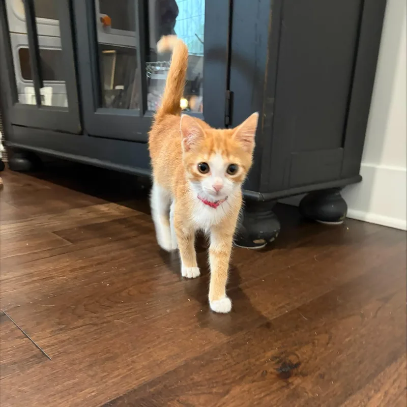 A baby medium-sized female Orange & White Domestic Short Hair cat named Cleo for adoption in Honeoye, NY