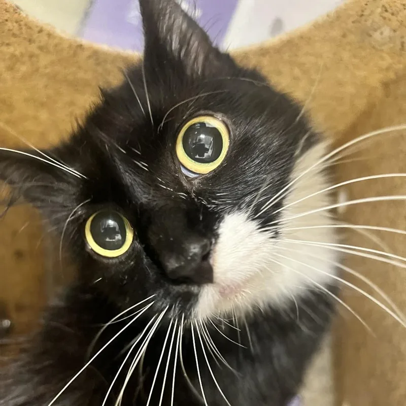 A young medium-sized female Black Domestic Short Hair cat named 72142 for adoption in Harrisonburg, VA