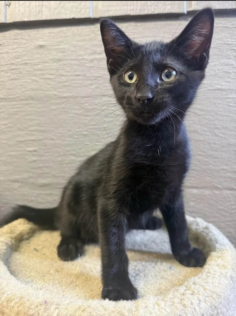 A young medium-sized male Black Domestic Short Hair cat named Egypt for adoption in Vicksburg, MS