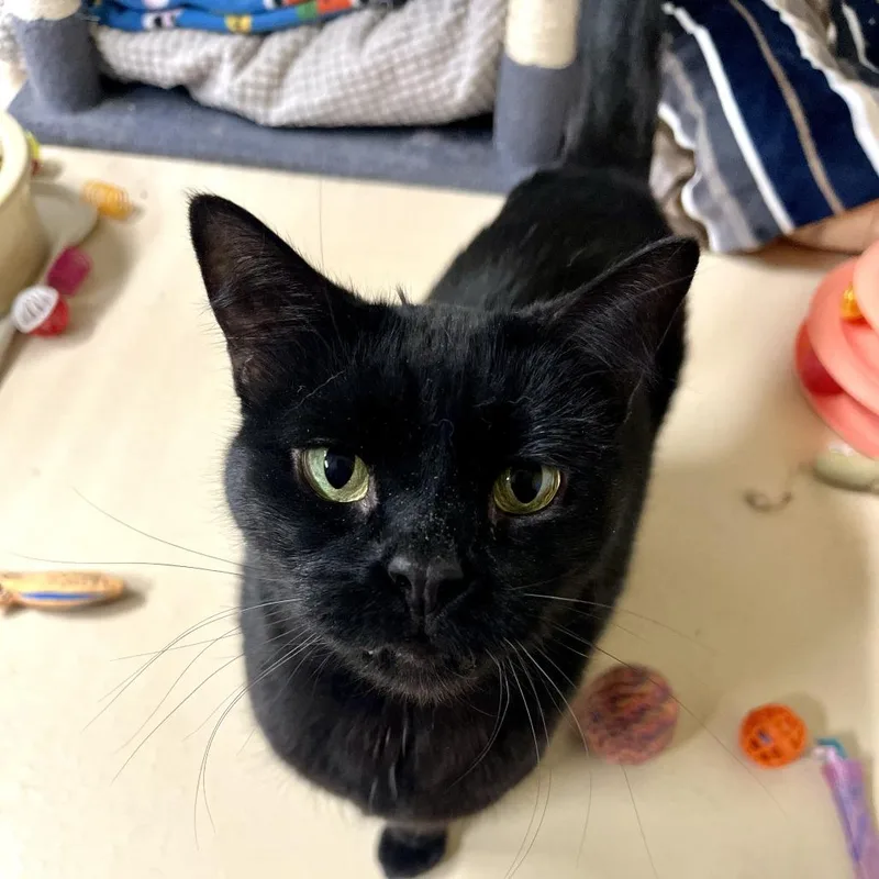A senior large-sized female Black Domestic Short Hair cat named Maui for adoption in Novelty, OH
