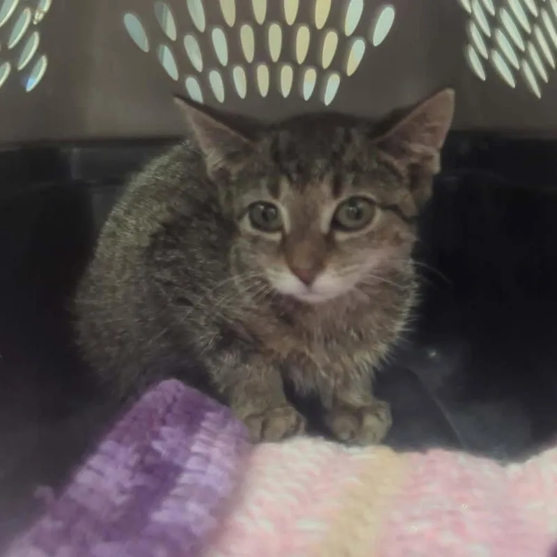 A baby medium-sized female Tabby (Buff / Tan / Fawn) Domestic Short Hair cat named Nibbles for adoption in Beulaville, NC