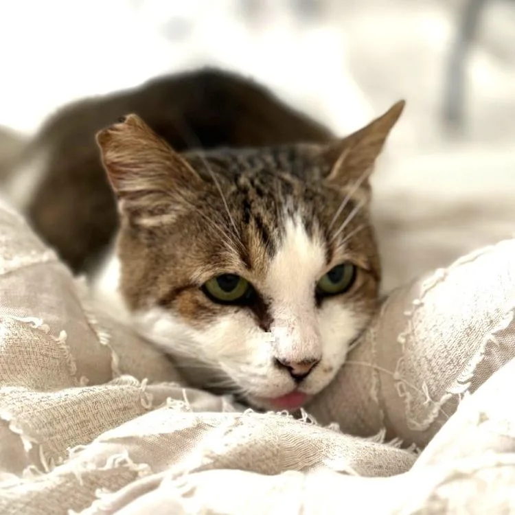 Meredith Robare thumbnail 2